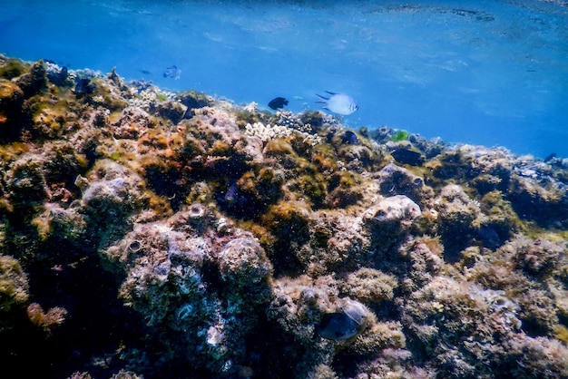 Подводный ландшафт рифа с водорослями Голубой подводный фон