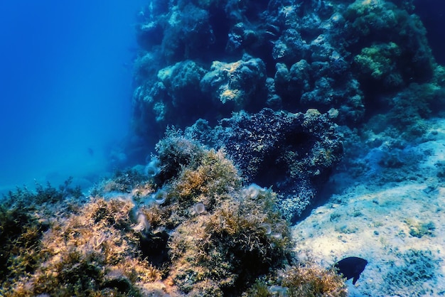 Underwater landscape reef with algae Blue underwater