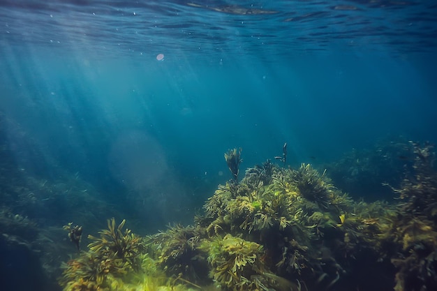 подводный пейзаж риф с водорослями, северное море, вид в экосистеме холодного моря