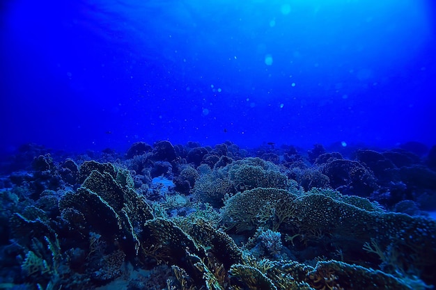 underwater landscape in the sea on a coral reef background