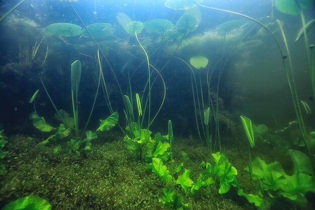 underwater landscape transparent lake / fresh water ecosystem unusual landscape under water