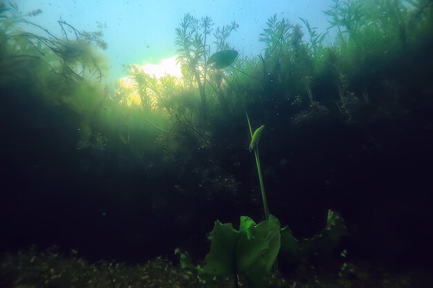 水中風景透明な湖/淡水生態系水中の珍しい風景