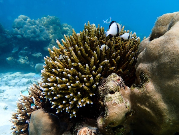 Underwater landscape with sea life.