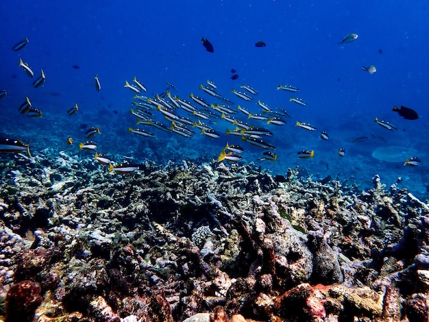 Underwater landscape with sea life.