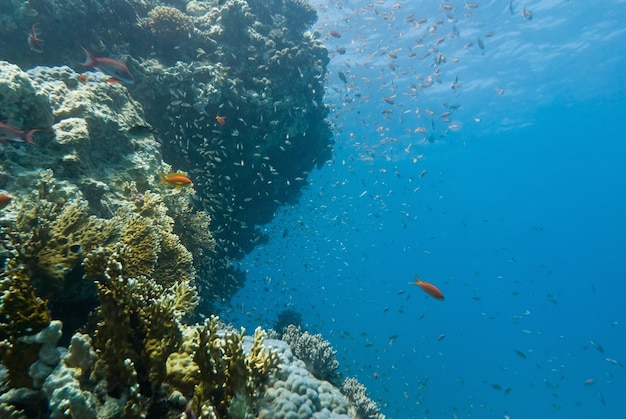 Underwater landscape