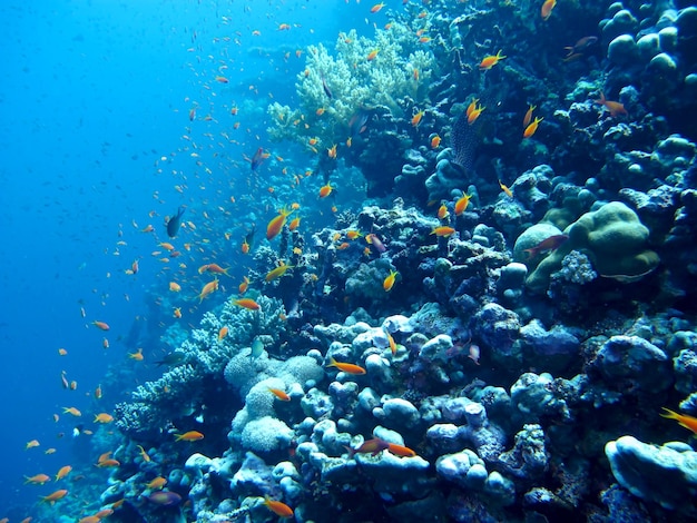 Underwater life of the Red Sea