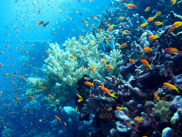 Underwater life of the Red Sea