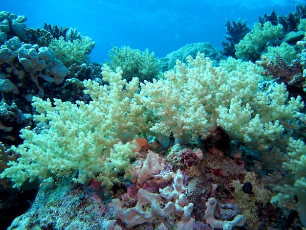 Underwater life of the Red Sea