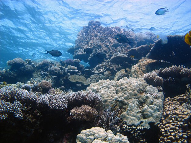 Underwater life of the Red Sea