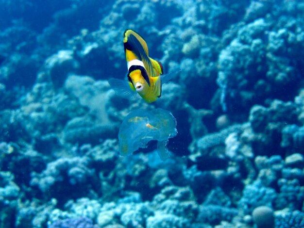 Underwater life of the Red Sea