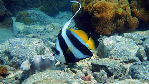 水中の生物