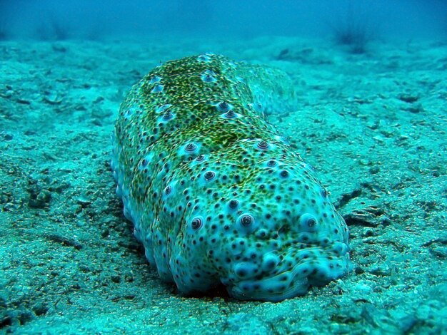 Photo underwater life