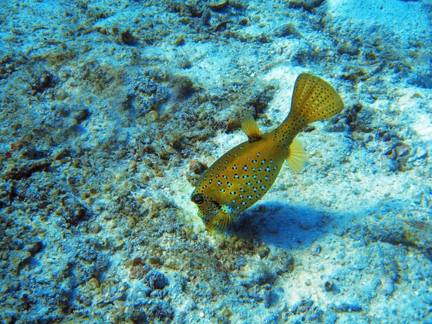 Photo underwater life