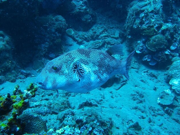 Underwater life