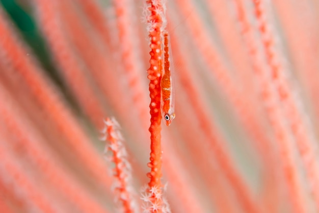 Photo underwater macro photography of marine animals