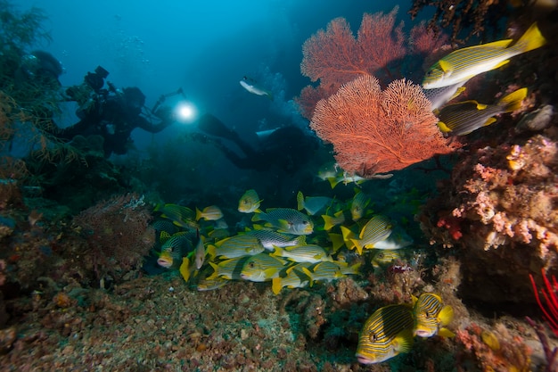 Underwater macro photography of marine animals