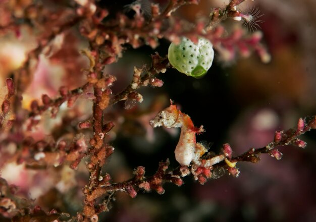 Underwater macro photography of marine animals