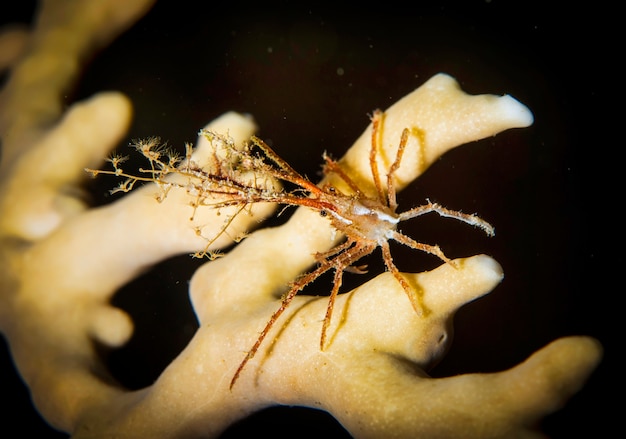 写真 海洋動物の水中マクロ撮影。植生、水中の生き物。海の水中の海洋生物。観察動物の世界。アフリカ沿岸の紅海でのスキューバダイビングアドベンチャー