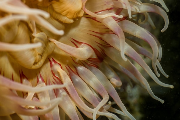 Underwater macro picture of a colorful anemone