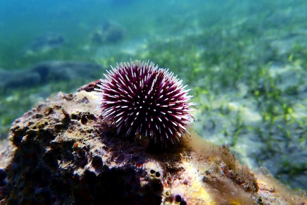 Подводный средиземноморский пурпурный морской еж - Sphaerechinus granularis