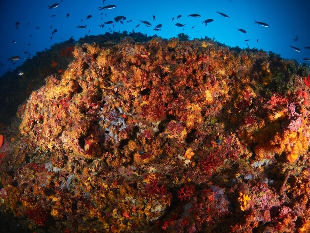 Underwater Mediterranean scene