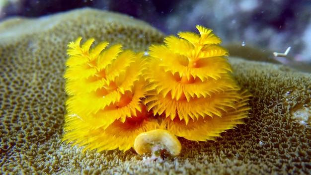 Foto alberi di capodanno subacquei. su un corallo.
