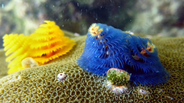 Underwater new year trees. on a coral.