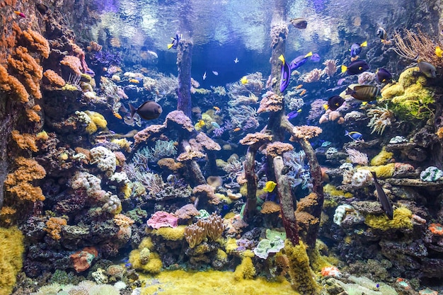 水中の海の魚とサンゴ礁