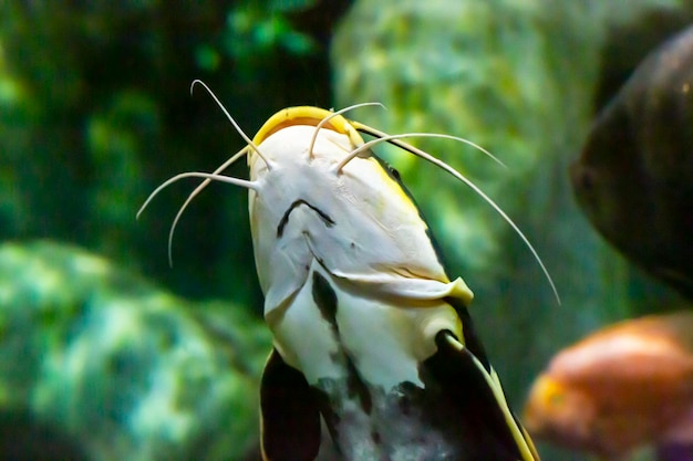 ナマズ Silurus Glanis 最大の略奪魚の水中写真