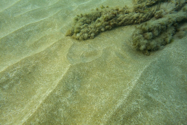 Underwater photo - fine sand sea bottom, with algae covered rocks in background. Abstract marine background.