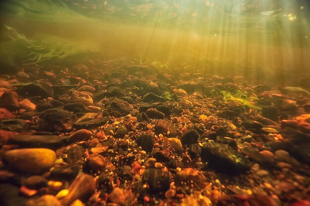 淡水池の水中写真/太陽光線と水中生態系、藻類、睡蓮のある水中風景