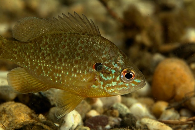 Foto foto subacquea del lepomis gibbosus nel lago soderica in croazia