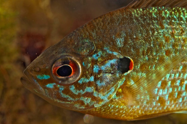 Photo underwater photo of the pumpkinseed lepomis gibbosus in soderica lake croatia