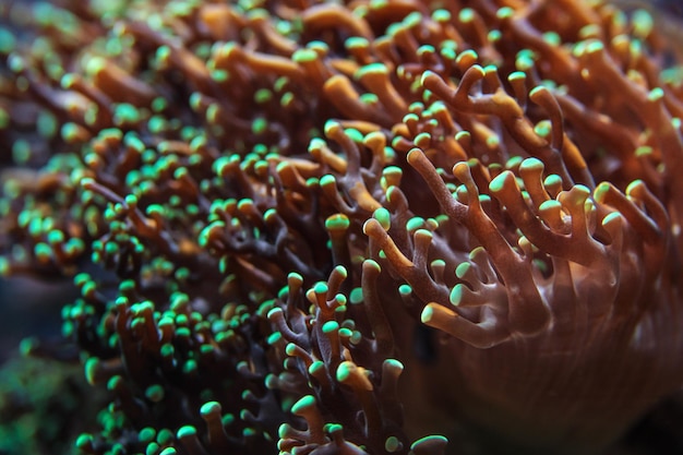 Underwater photo, sea coral emitting fluorescent in UV light. Abstract marine background