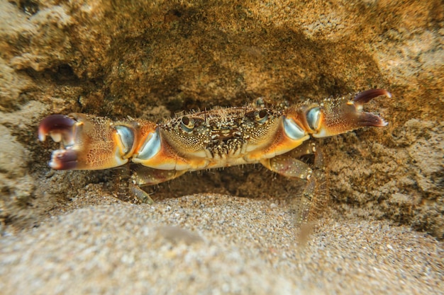 Underwater photo - warty crab (Eriphia verrucosa) hiding under rock in shallow water, chelae (claws) spread.