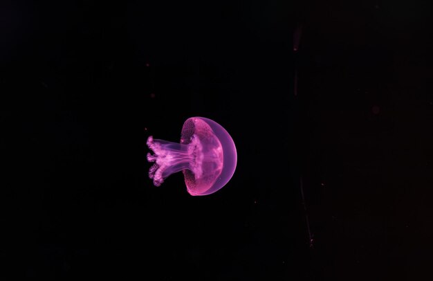 Photo underwater photography of a beautiful cannonball jellyfish stomolophus meleagris