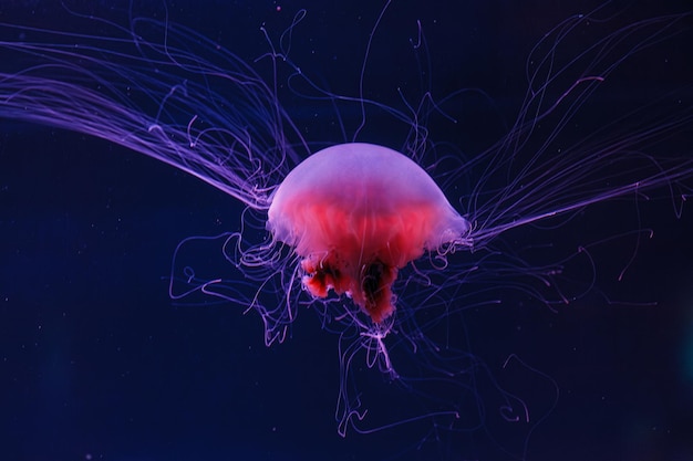 underwater photography of a beautiful lion's mane jellyfish cyanea capillata close up