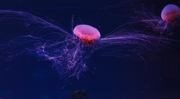 Photo underwater photography of a beautiful lions mane jellyfish cyanea capillata