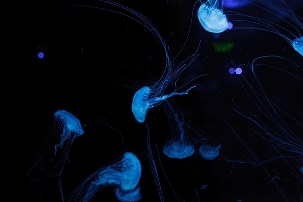 underwater photography of beautiful malaysian sea jellyfish chrysaora chinensis close up