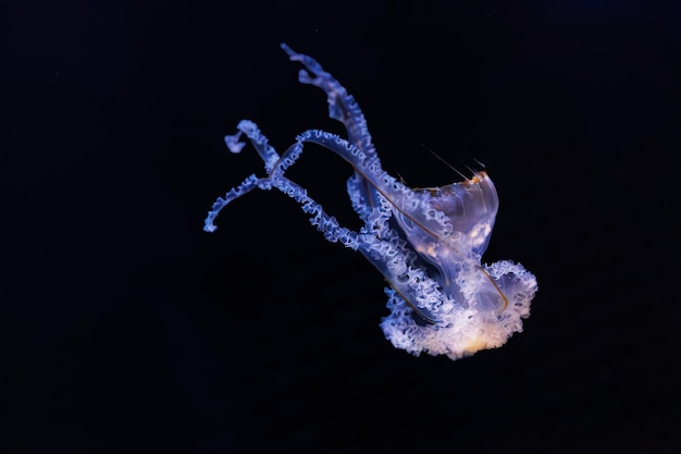 underwater photography of beautiful mediterranean jellyfish cotylorhiza tuberculata close up