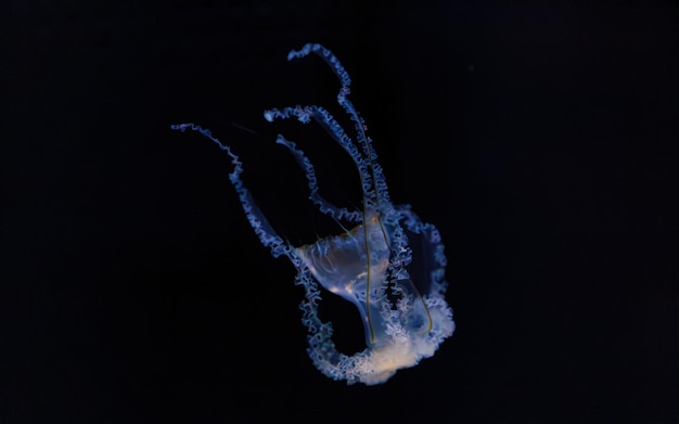 Photo underwater photography of beautiful mediterranean jellyfish cotylorhiza tuberculata close up