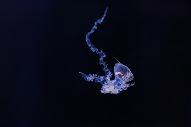 Photo underwater photography of beautiful mediterranean jellyfish cotylorhiza tuberculata close up