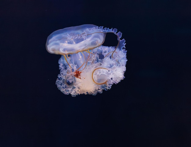 underwater photography of beautiful mediterranean jellyfish cotylorhiza tuberculata close up