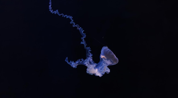 underwater photography of beautiful mediterranean jellyfish cotylorhiza tuberculata close up