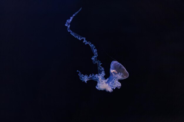 Photo underwater photography of beautiful mediterranean jellyfish cotylorhiza tuberculata close up