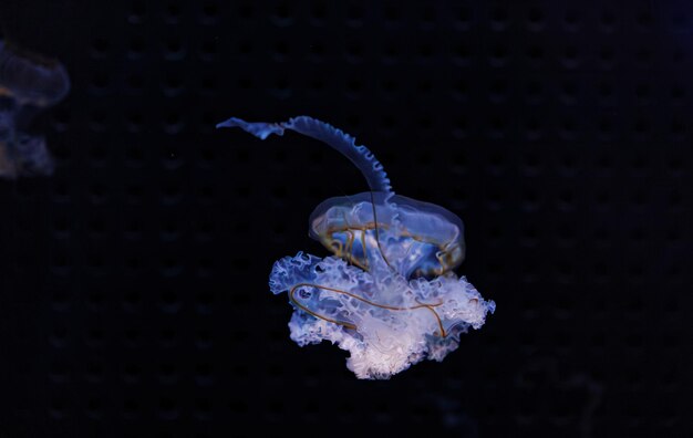 Photo underwater photography of beautiful mediterranean jellyfish cotylorhiza tuberculata close up