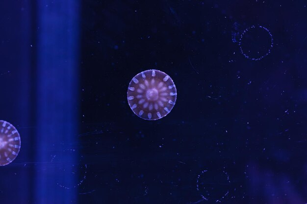 underwater photography of beautiful upside down jellyfish cassiopeia andromeda close up