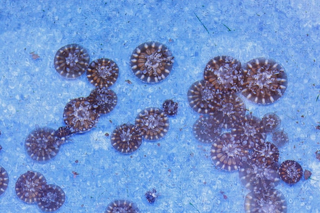 Underwater photography of beautiful upside down jellyfish cassiopeia andromeda close up