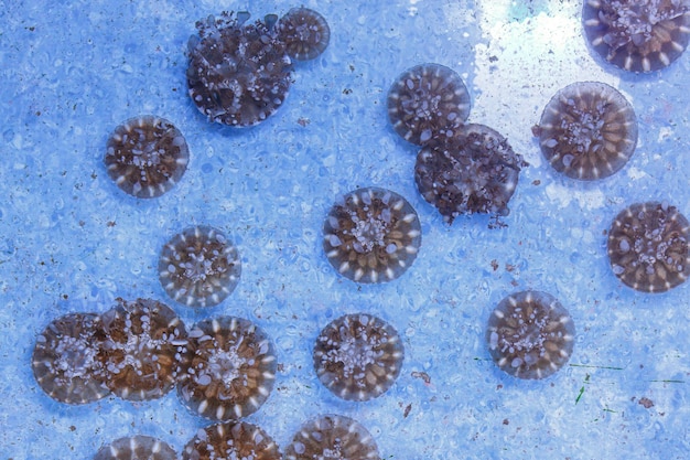 underwater photography of beautiful upside down jellyfish cassiopeia andromeda close up