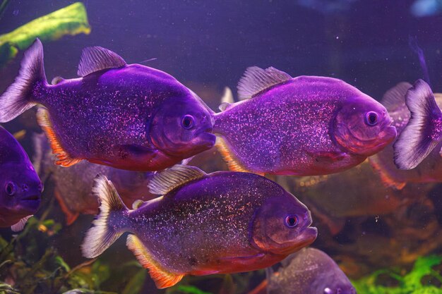 Foto fotografia subacquea del pesce pygocentrus nattereri primo piano